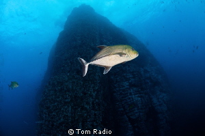 View of Roca Partida by Tom Radio 